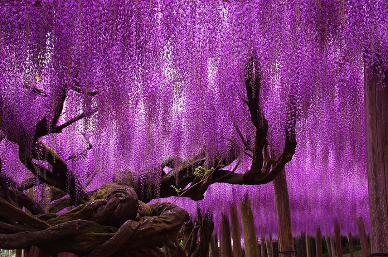 Old-Japanese-wisteria-2