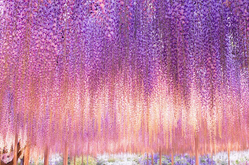 Old-Japanese-wisteria-3