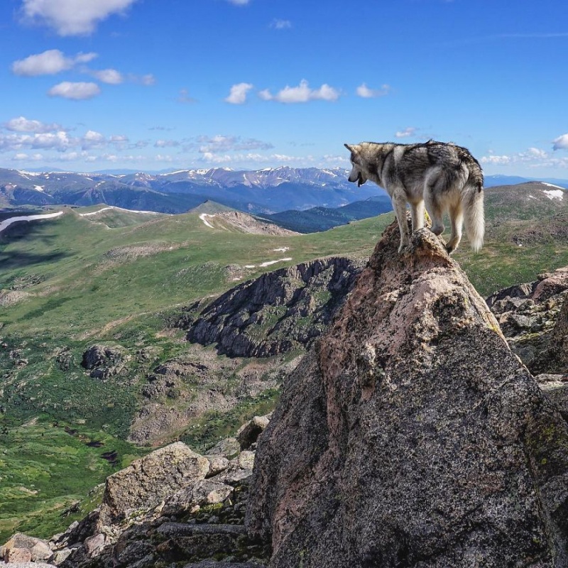 A man travels around the world with his dog 6