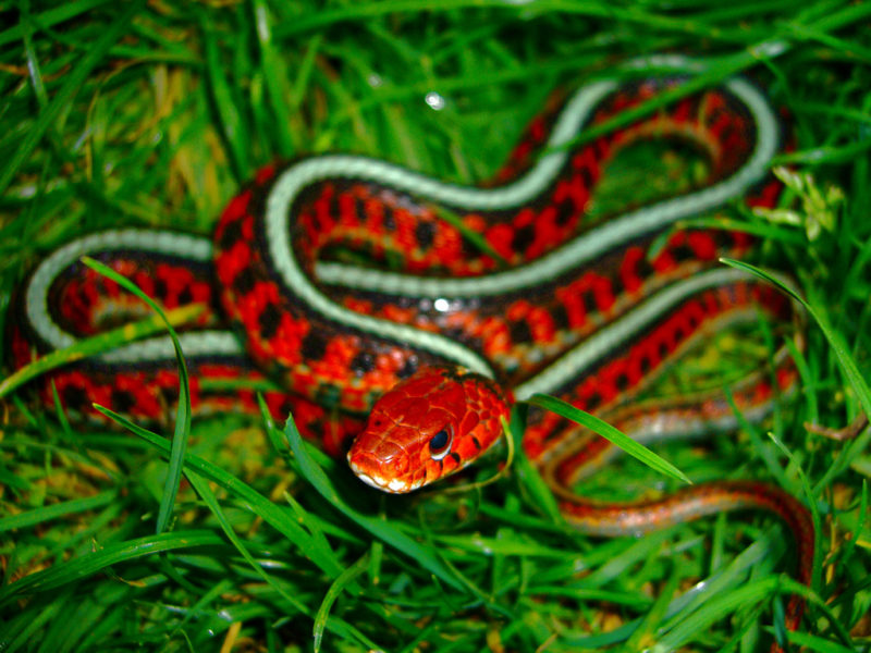5. California red-sided snake